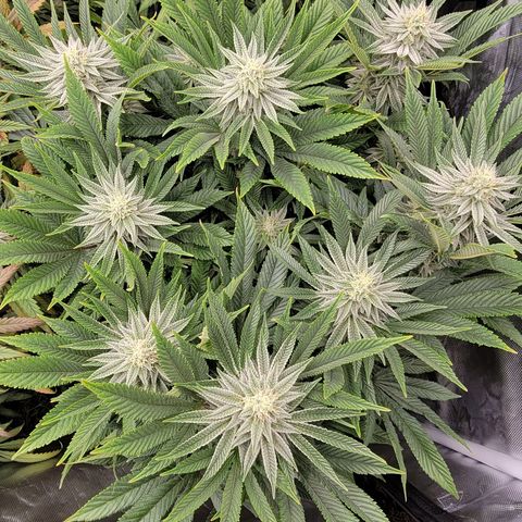 Glue Sniffer #1 growlog timeline photo