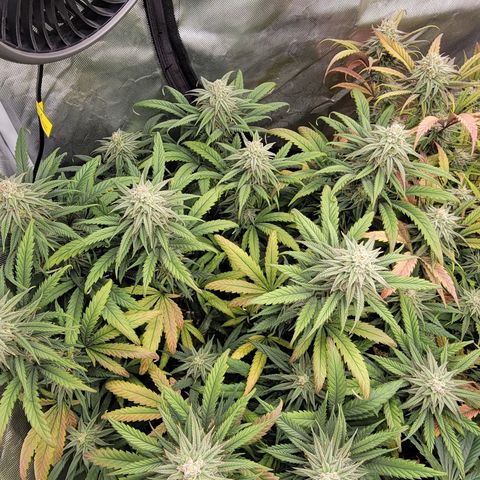 PC #1 growlog timeline photo