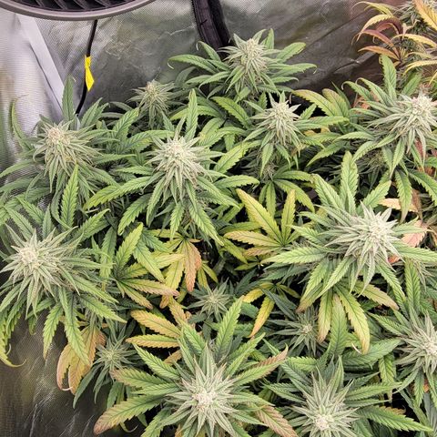 PC #1 growlog timeline photo