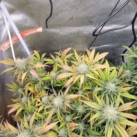PC #2 AL Clone growlog timeline photo