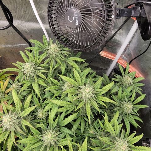 PC#2 growlog timeline photo