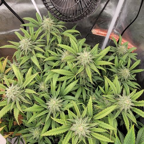 PC#2 growlog timeline photo