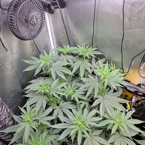 MMXX  growlog timeline photo