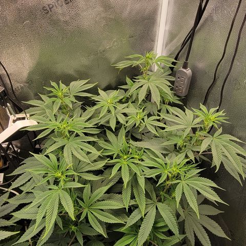 Bruce Banner growlog timeline photo
