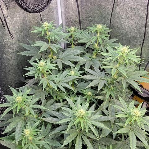 MMXX  growlog timeline photo