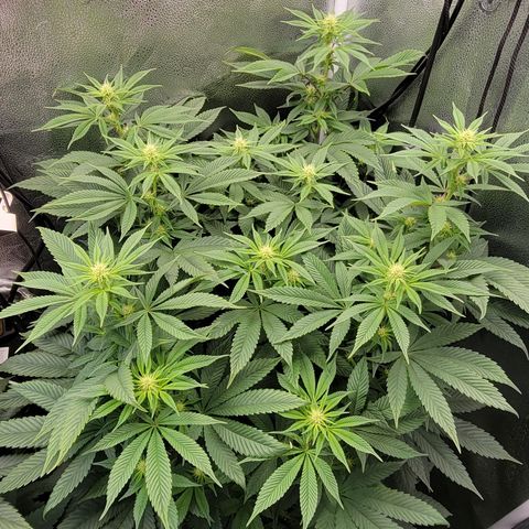 Bruce Banner growlog timeline photo