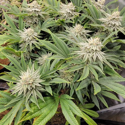 Glue Sniffer #1 growlog timeline photo
