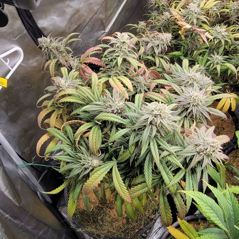 PC #1 growlog timeline photo