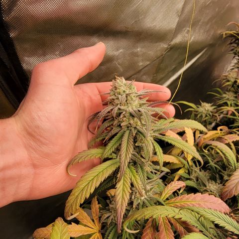 PC #1 growlog timeline photo