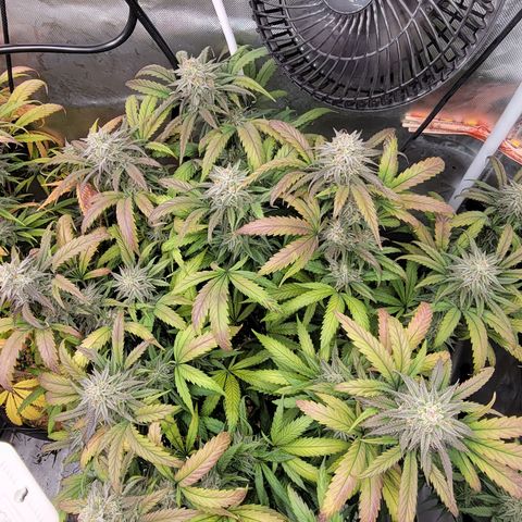 PC#2 growlog timeline photo