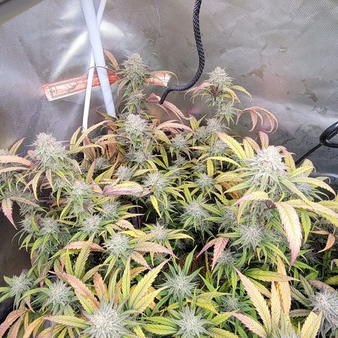 PC #2 AL Clone growlog timeline photo