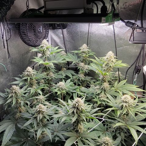 MMXX  growlog timeline photo
