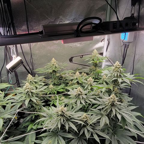Bruce Banner growlog timeline photo