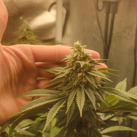 Bruce Banner growlog timeline photo