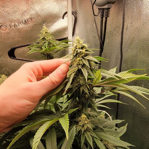 Bruce Banner growlog timeline photo