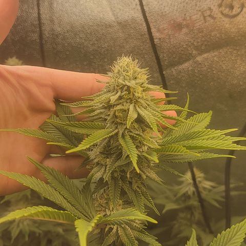MMXX  growlog timeline photo