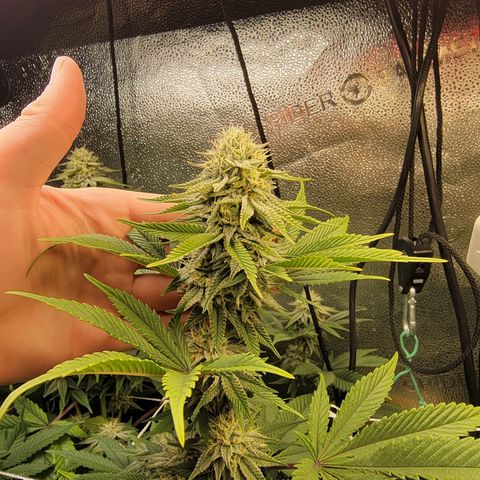MMXX  growlog timeline photo