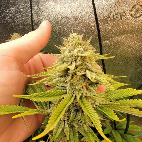 MMXX  growlog timeline photo