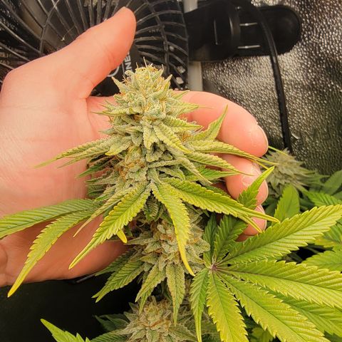 MMXX  growlog timeline photo