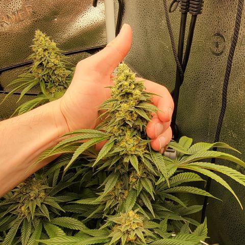 Bruce Banner growlog timeline photo