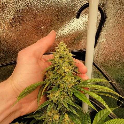 Bruce Banner growlog timeline photo