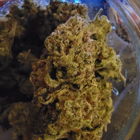 Glue Sniffer #1 growlog timeline photo