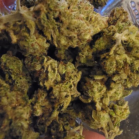 Glue Sniffer #1 growlog timeline photo