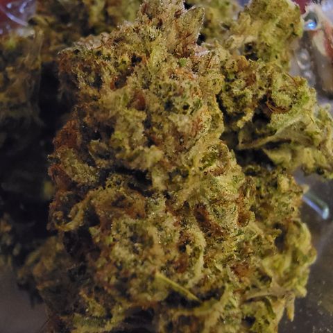 Glue Sniffer #1 growlog timeline photo