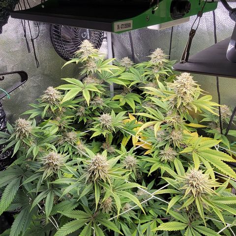 MMXX  growlog timeline photo