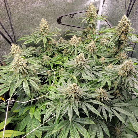 Bruce Banner growlog timeline photo