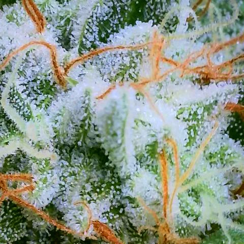 MMXX  growlog timeline photo