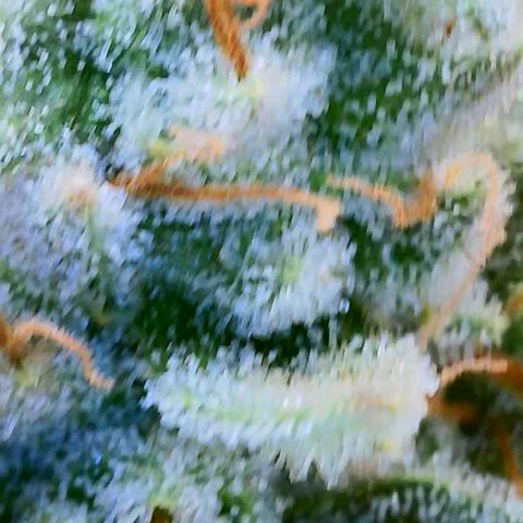 MMXX  growlog timeline photo