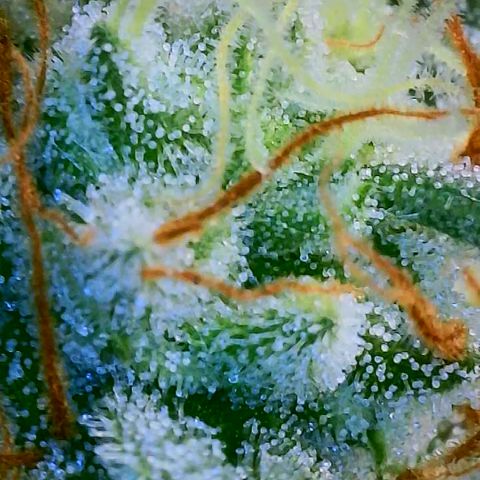 MMXX  growlog timeline photo