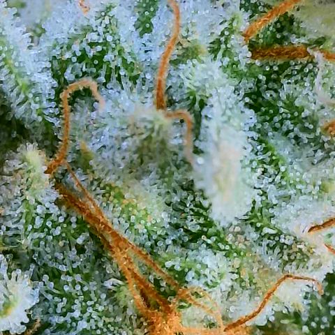 MMXX  growlog timeline photo