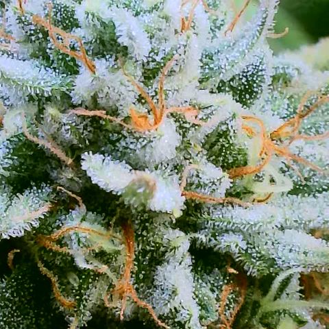 MMXX  growlog timeline photo