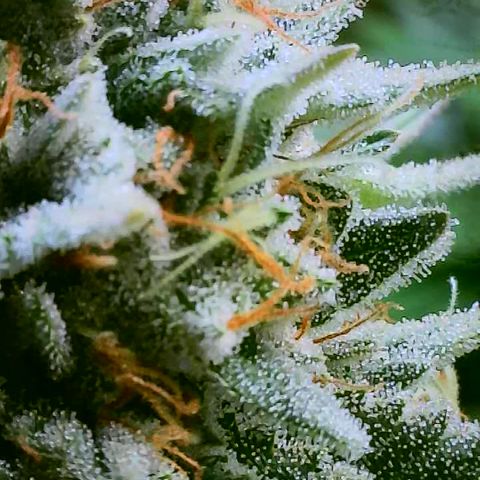 MMXX  growlog timeline photo