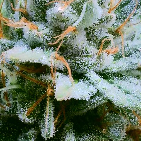 MMXX  growlog timeline photo