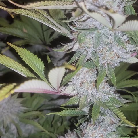 MMXX  growlog timeline photo