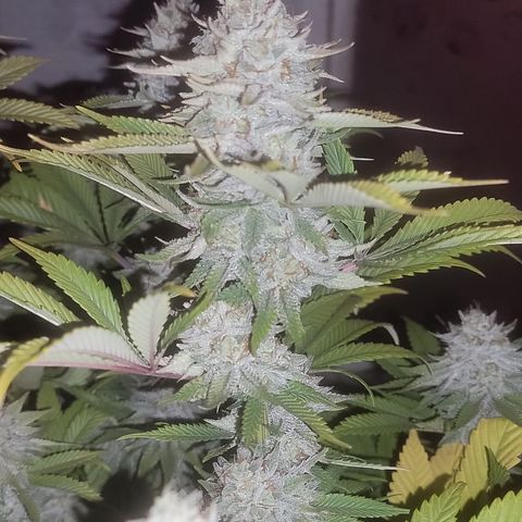 MMXX  growlog timeline photo