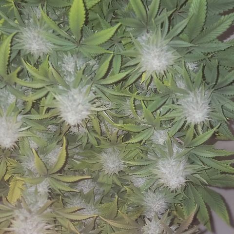 MMXX  growlog timeline photo