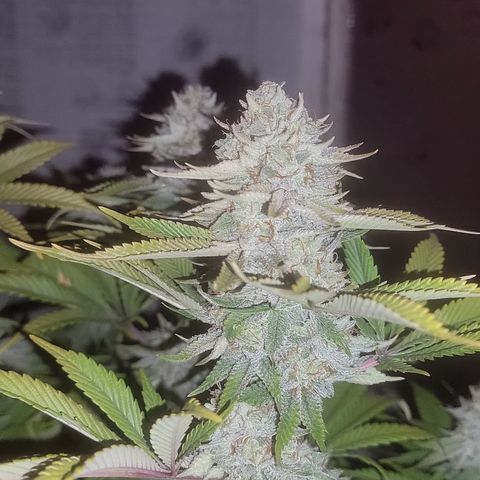 MMXX  growlog timeline photo