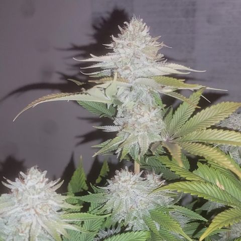 MMXX  growlog timeline photo