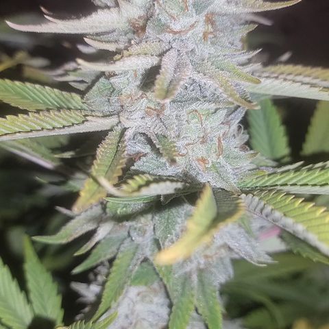 MMXX  growlog timeline photo