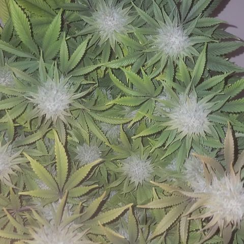 MMXX  growlog timeline photo