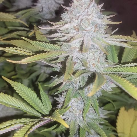 MMXX  growlog timeline photo