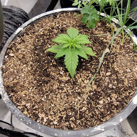 Purpl-Aide (A) growlog timeline photo