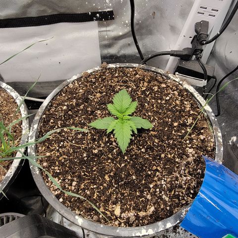 Purpl-Aide (D) growlog timeline photo