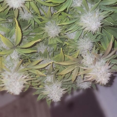 MMXX  growlog timeline photo