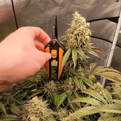 Bruce Banner growlog timeline photo