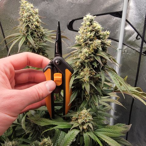 Bruce Banner growlog timeline photo